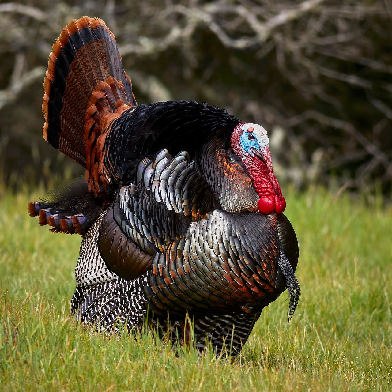 Spring Turkey Hunting 2026: Calling Strategies, Decoy Setups and the Subtle Reads Most Hunters Miss