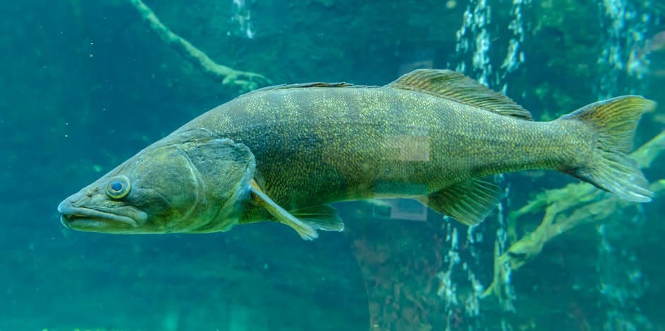 Walleye Fishing in the Midwest: The Techniques That Consistently Catch Fish