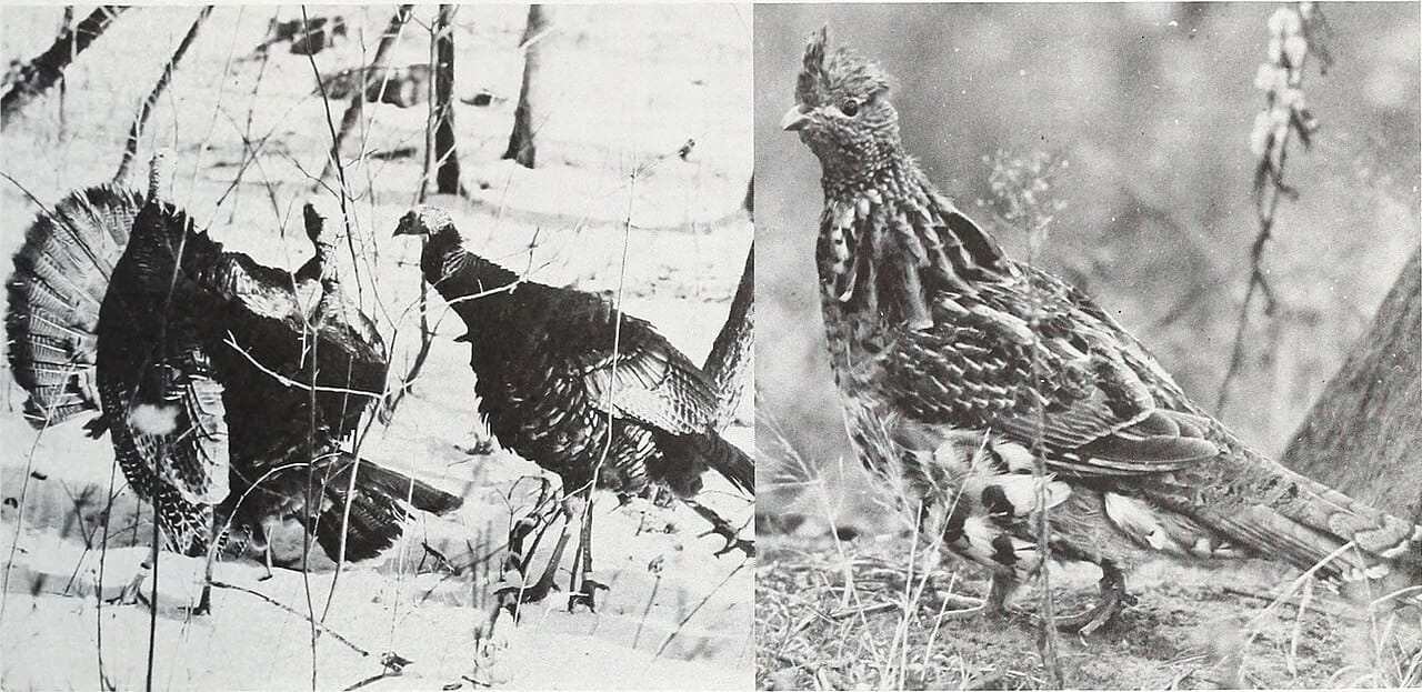 Spring Turkey 2026: Why the May Wisconsin Hunt Beat South Dakota Public Land for the Third Consecutive Year
