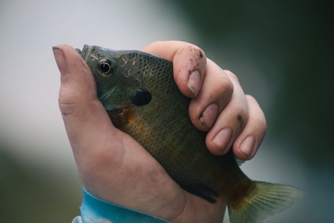 June Bluegill on the Bed: The Cheapest, Most Reliable Fishing of the Summer — and the Best Way to Hook a Kid for Life