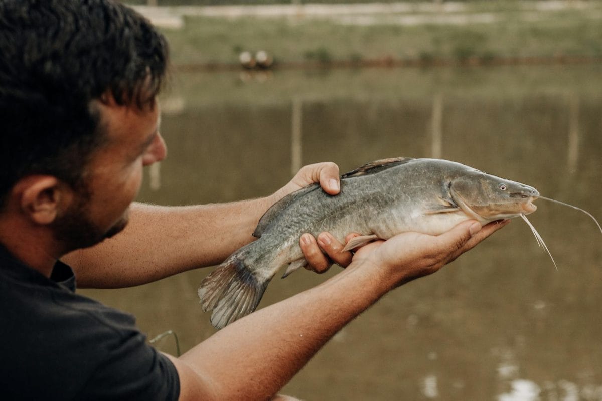 Summer Catfishing After Dark in 2026: Why June Nights on the River Out-Fish Every Daylight Hour You'll Put In