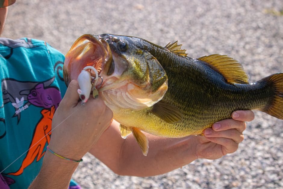 Summer Topwater Bass at First Light: The 30-Minute Window Most Weekend Anglers Sleep Through