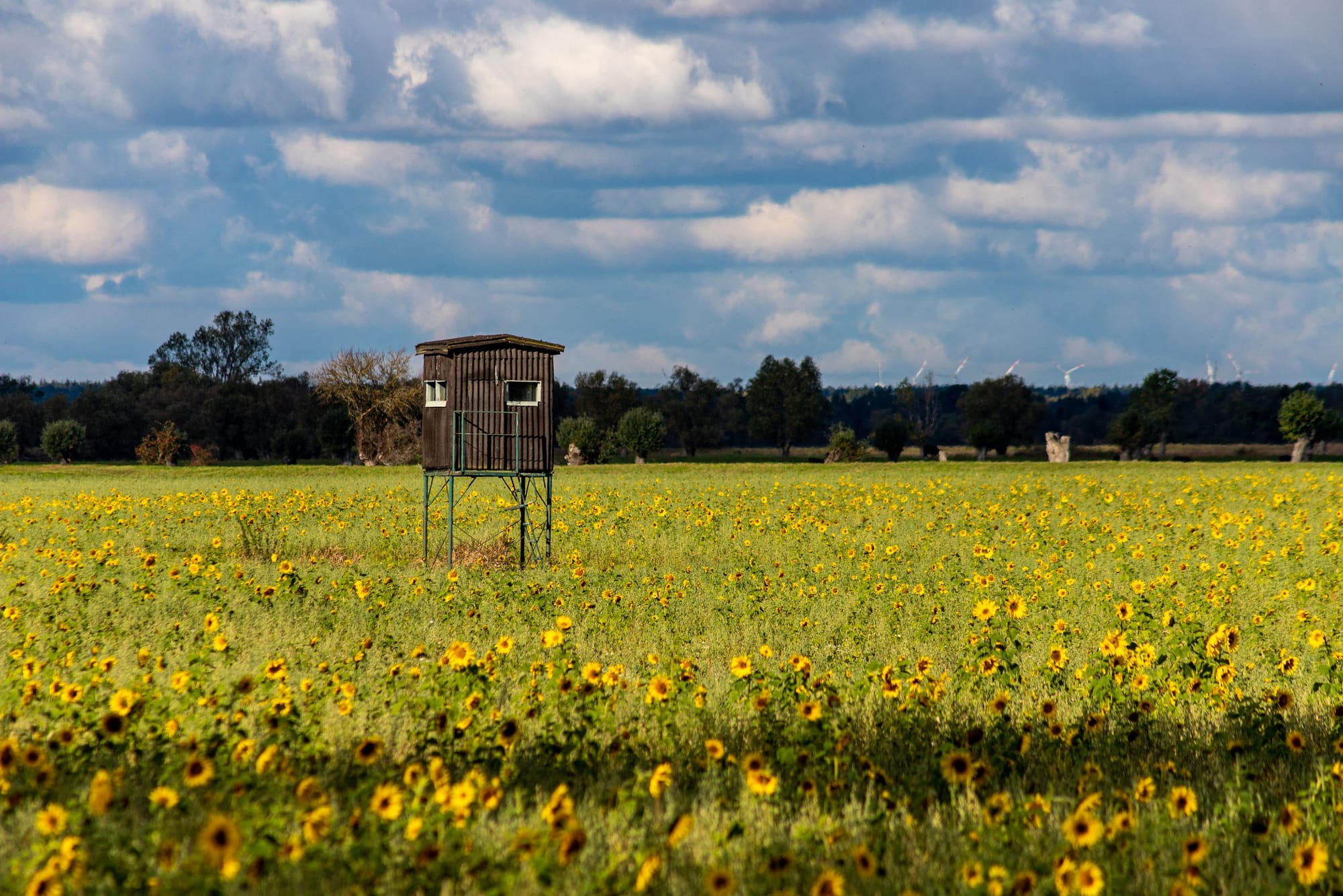 Early July Dove Field Scouting: Setting Up Sunflower and Millet Fields for Opening Day