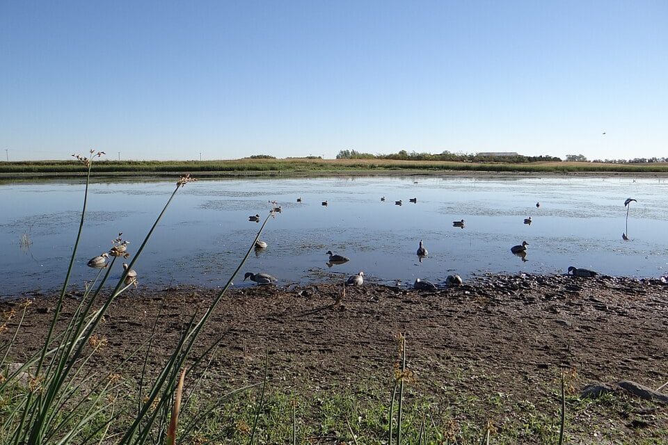Early Teal Season Prep: Scouting Flooded Fields and Building a Decoy Spread Before September's Opener