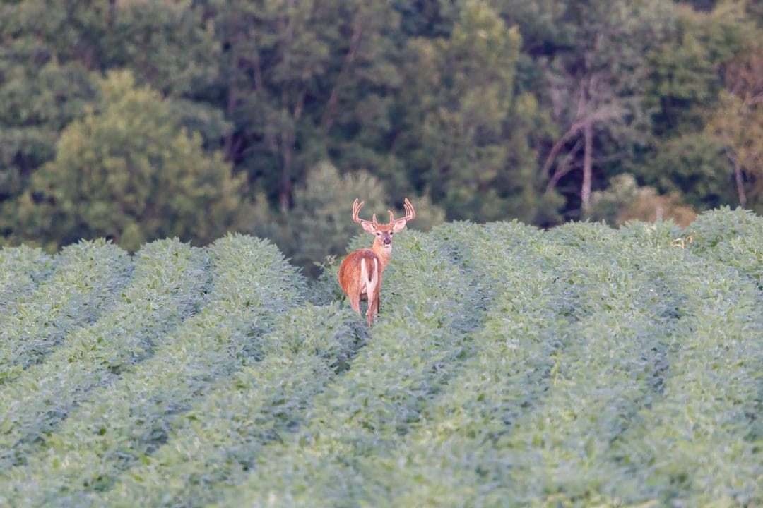 Patterning Velvet Bucks in July: The Scouting Work That Pays Off Before Bow Season Opens