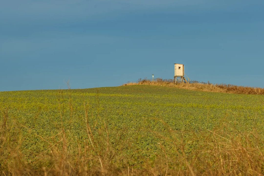 Scouting Dove Fields in August: Finding the Ones That Will Still Be Loaded on Opening Day
