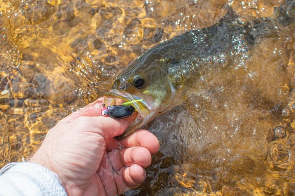 Late-Spring Smallmouth Bass Fishing in 2026: Why the Last Week of May Through Mid-June Is the Window on the Upper Mississippi and Susquehanna