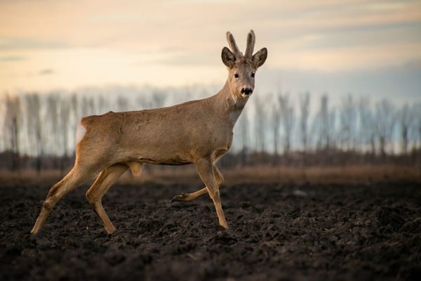Summer Roe Buck Stalking in June and July: Why the Quiet Weeks Beat the Rut for a First Decent Buck