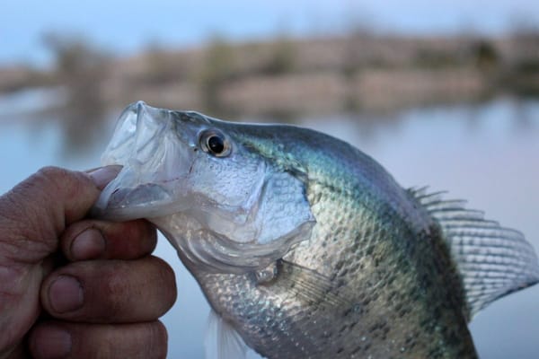 Summer Crappie Fishing: The Post-Spawn Transition Pattern That Puts Fish in the Livewell When Everyone Else Goes Home