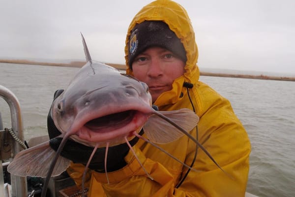 Summer Night Catfishing From the Bank on Cut Bait