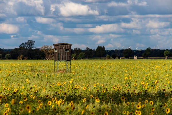 Early July Dove Field Scouting: Setting Up Sunflower and Millet Fields for Opening Day