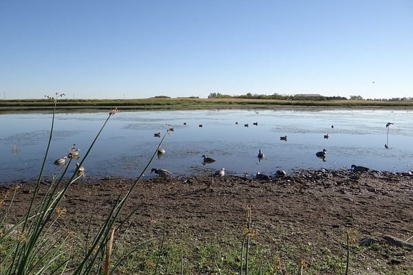 Early Teal Season Prep: Scouting Flooded Fields and Building a Decoy Spread Before September's Opener