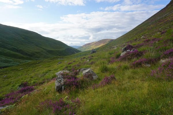 Grouse Shooting Season 2026: A First-Timer's Guide to the Glorious Twelfth on the Moor