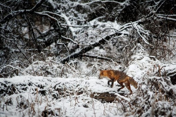 Trapping 101: Foothold Sets for Coyote and Fox That Actually Work